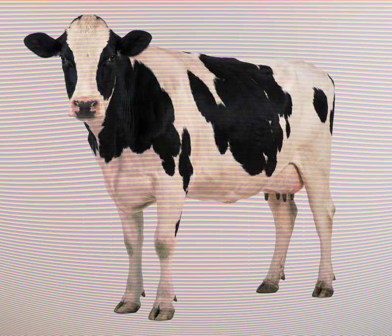 Detected organism: bovine lifeform